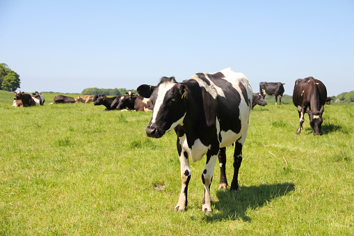 Large black and white dairy cow stands with herd in grassy field, enjoying grazing on a sunny day, releasing methane into the atmosphere and endangering the planet according to some people.