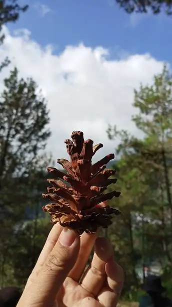 strobilus in the middle of a pine forest in a cool mountain