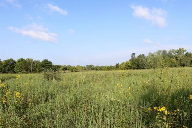istock Green Grass Country Field 1345522941