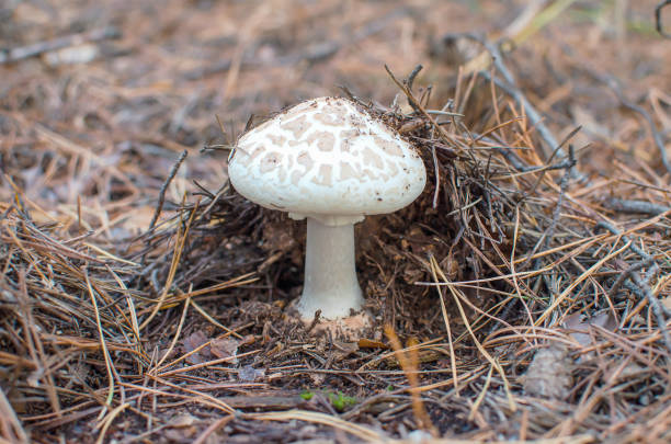 poisonous mushroom white fly agaric toadstool mushroom white fly agaric Amanita citrina grows in pine trees in the forest amanita citrina photos stock pictures, royalty-free photos & images