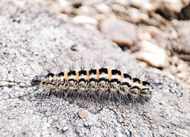 Single hairy caterpillar crawling on the ground