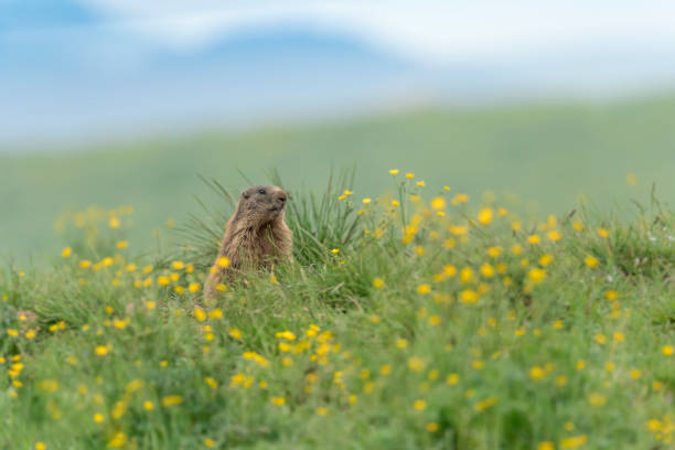 w ogrodzie alpejskim portret świstaka (marmota marmota) - groundhog animal animal behavior beauty in nature zdjęcia i obrazy z banku zdjęć