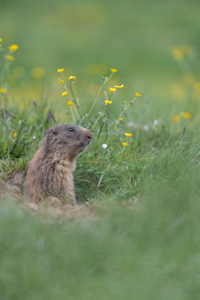 istock Alpine marmot in the grass (Marmota marmota) 1345525057
