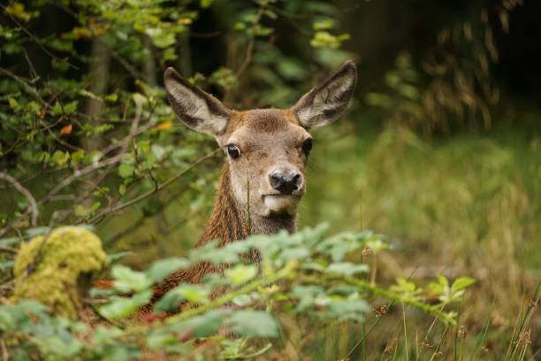 istock Deer in Woodland 1345526014