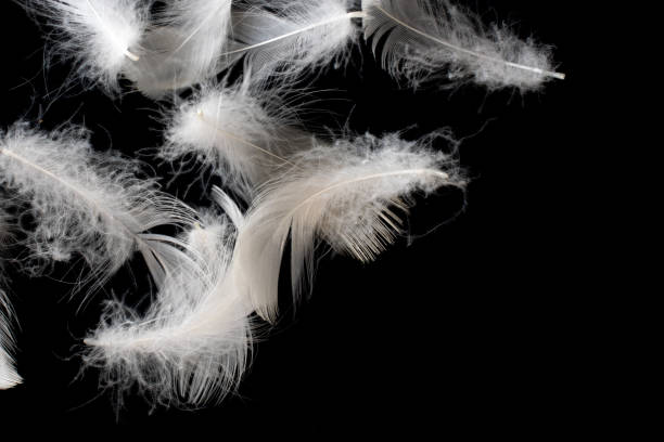istock white duck feathers on a black isolated background 1345526279