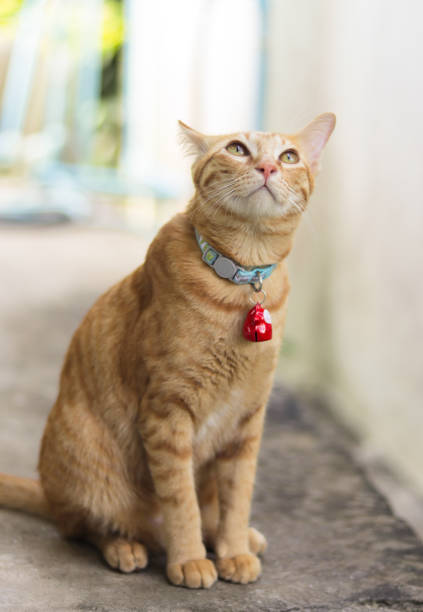 istock An orange cat wears a collar and hangs a red bell. 1345526323