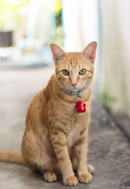istock An orange cat wears a collar and hangs a red bell. 1345526324