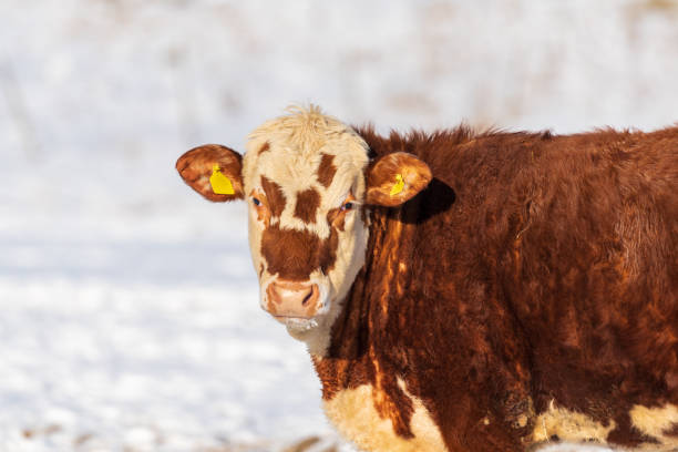 Small herd of (miniature) Hereford cattle standing around a hay feeder after a fresh snow. Taken on an overcast day.