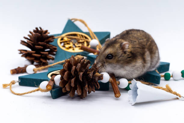 istock Brown mouse playing with Christmas decorations.  Christmas parties 1345527328