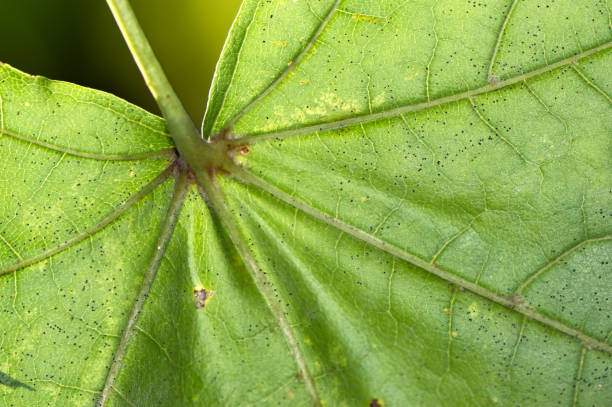 istock Autumn leaf in green and bright 1345527410