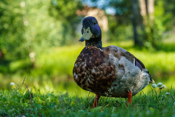Detailed close up of a male mallard duck looking curiously into the camera