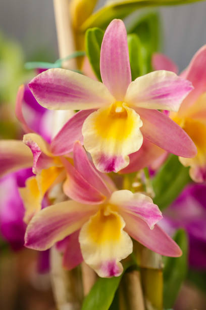 Dendrobium Nobile flower Dendrobium Nobile orchid flower with center focus and rest of image blurred dendrobium orchid stock pictures, royalty-free photos & images