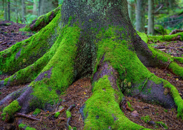 Close up of the roots of an old and large fir tree covered with green moss