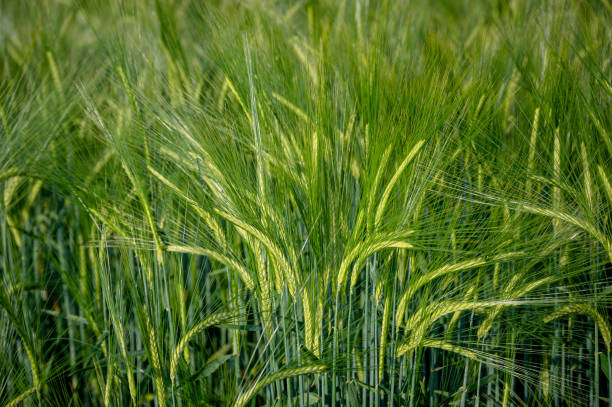 istock Fields of barley, Hordeum vulgare 1345529828