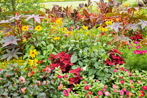 Colorful flower garden with decorative leaf plants
