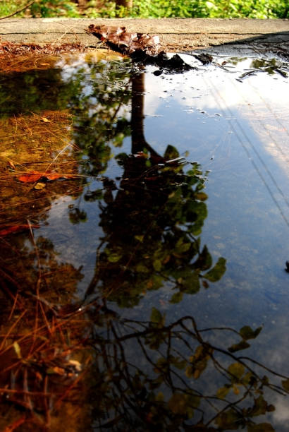 istock reflection of nature in muddy water 1345531893
