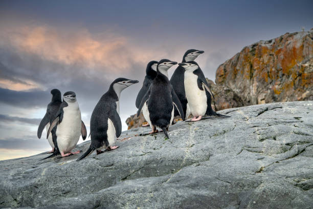 Chinstrap penguins stock photo