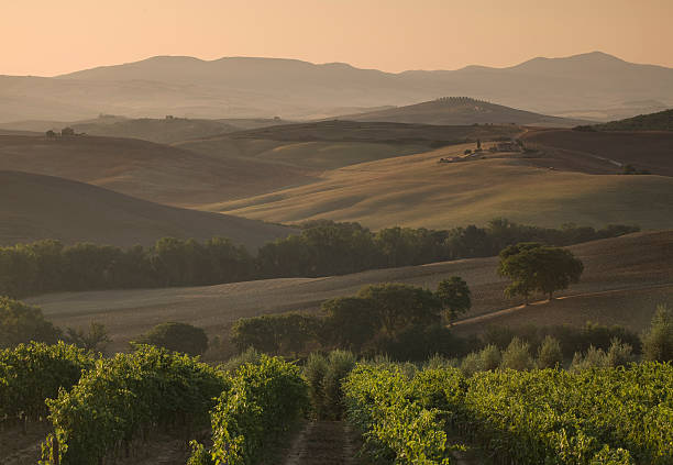 Tuscan vineyard at sunrise stock photo