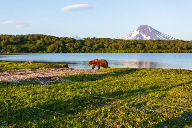 Brown bear or Ursus arctos beringianus walking near Kurile Lake against the background of the volcano Ilyinsky. Kamchatka Peninsula, Russia
