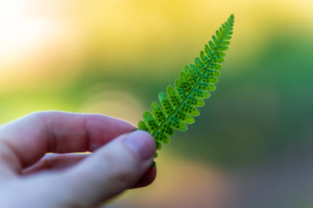 hand of a man holding the tip of a small young fern leaf on colorful sunny background. bright green leaf back lit by sun light. blurred background with copy space. - sunrise leaf brightly lit vibrant color imagens e fotografias de stock