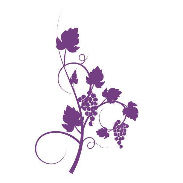 Grapevine Design Ornaments Simple grapevine design elements in silhouette on a transparent base. There is no white shape behind the vines. Grape Plant stock illustrations