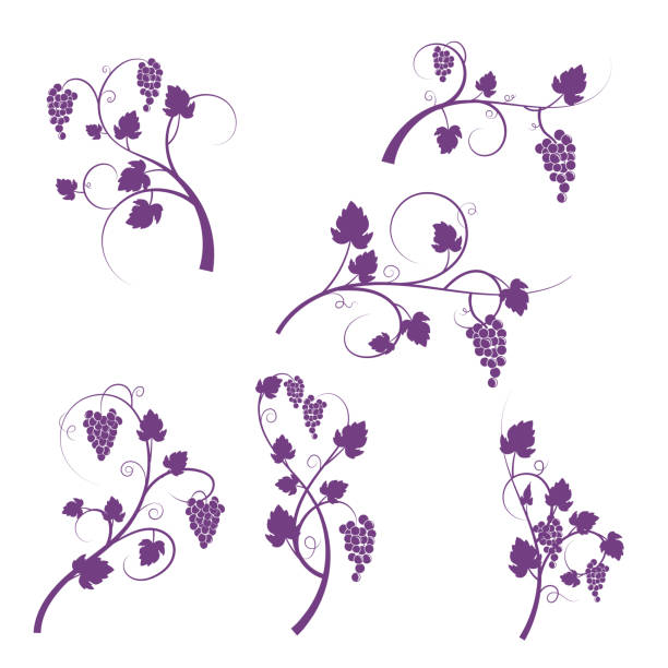 Grapevine Design Ornaments Simple grapevine design elements in silhouette on a transparent base. There is no white shape behind the vines. swirly vines stock illustrations