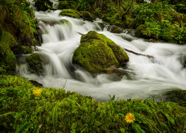 córrego da floresta - 1x - fotografias e filmes do acervo