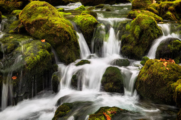Mountain stream flows through lush forest plants and creating small waterfalls