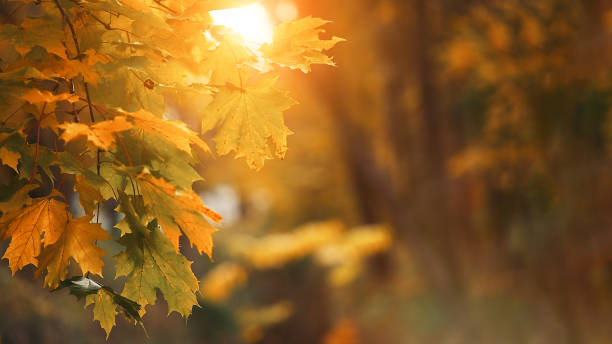 istock Yellow maple leaves during autumn season with warm sunlight from behind 1345534982