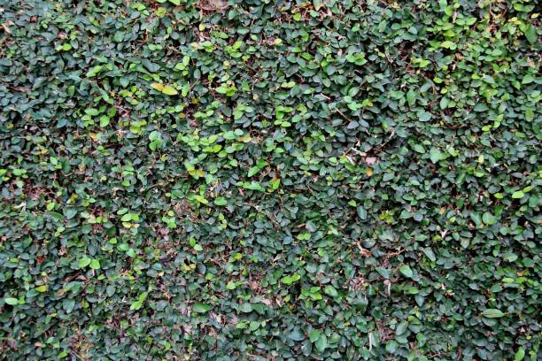 istock Full Frame Shot Of Ivy Wall 1345535966
