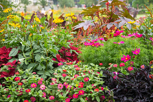 Colorful flower garden with decorative leaf plants