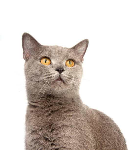 istock gray british cat on the white background 1345536994