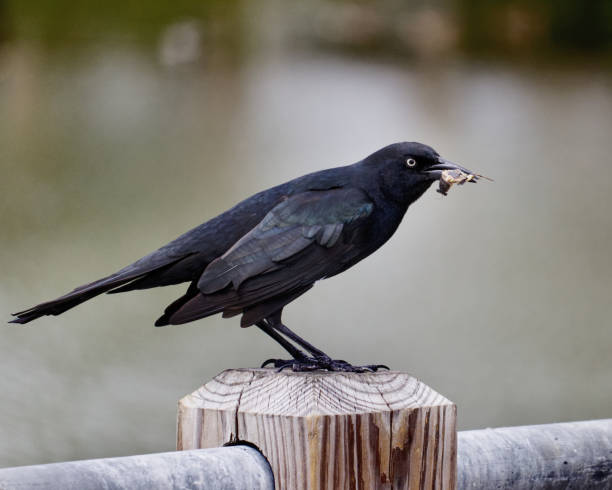 istock Black Bird Holding a Bug for his Meal 1345537033