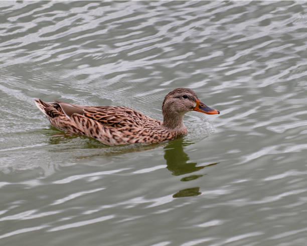 istock Brown duck swimming in the water 1345537169