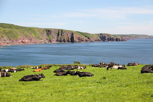 Large dairy herd of cows lie on the cliff top in Pembrokeshire UK, chewing the cud and emitting methane into the atmosphere, but looking a beautiful part of British way of life.