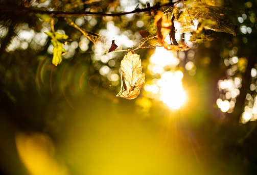 Autumn leaves in sunset.
