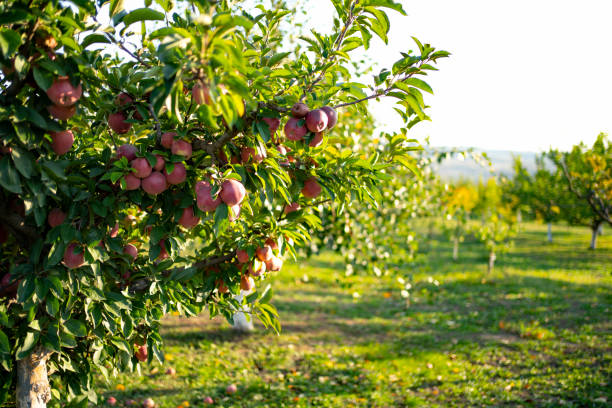 reife äpfel am baum - apfelsorte red delicious stock-fotos und bilder