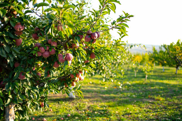 Ripe apples on a tree Ripe apples hanging on a tree in an apple orchard. red delicious apple stock pictures, royalty-free photos & images