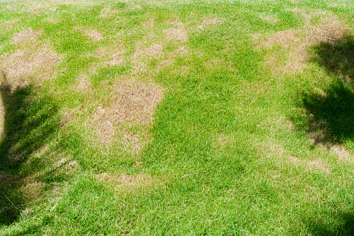 Dead grass of the nature background. a patch is caused by the destruction of fungus Rhizoctonia Solani grass leaf change from green to dead brown in a circle lawn texture background dead dry grass.