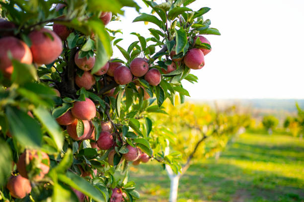 pommes mûres sur un arbre - orchard apple orchard apple apple tree photos et images de collection