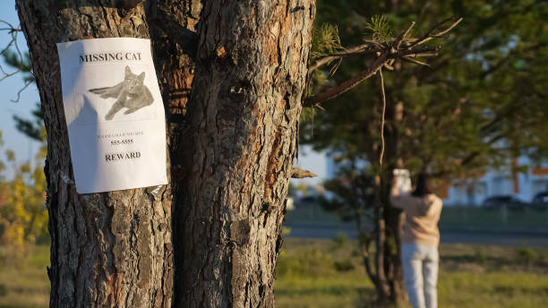 istock Poster of missing cat with picture hangs on tree in park 1345538887