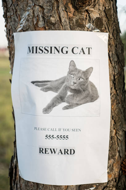 istock On the tree hangs the announcement of the missing cat 1345538913
