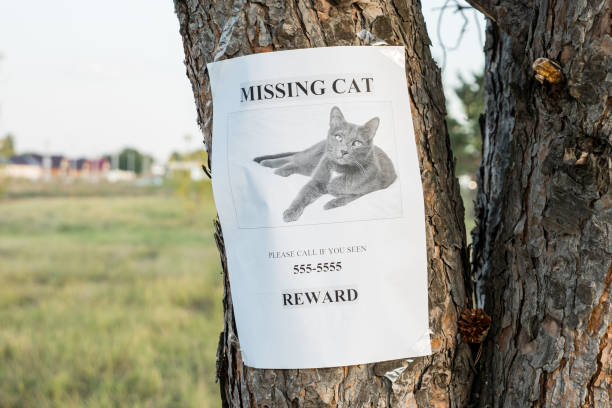 istock announcement of the missing cat hangs on the tree 1345538916