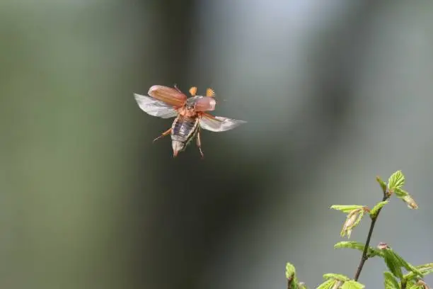 Photo of cockchafer in flight