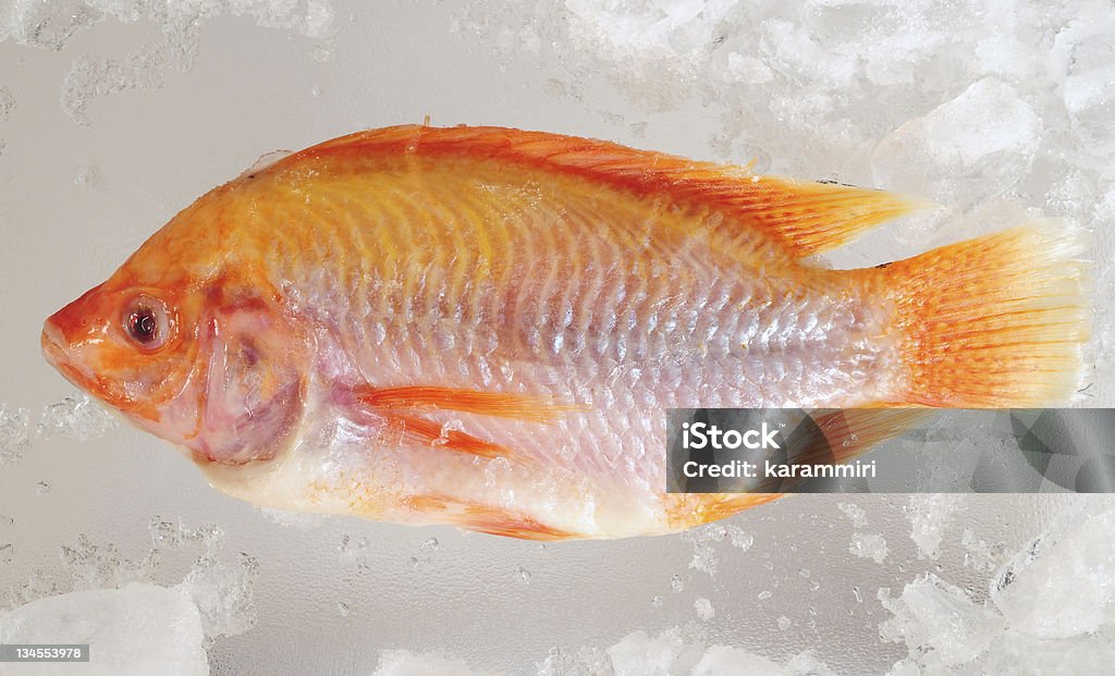 Frozen fish. Red tilapia fish on ice. Cold Temperature Stock Photo