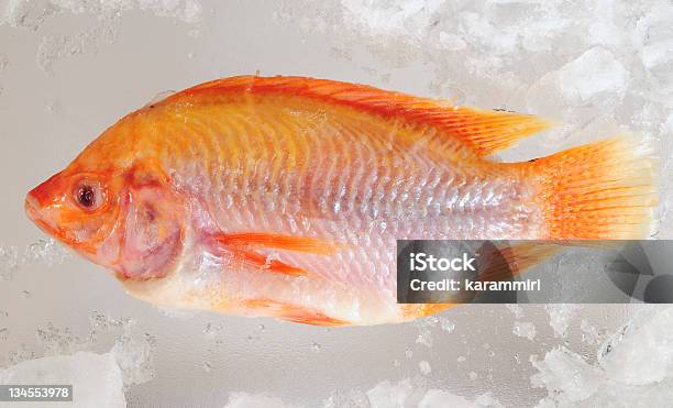 Frozen Fish Stock Photo - Download Image Now - Cold Temperature, Fish, Food