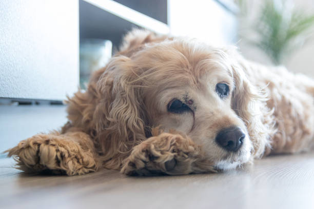 istock Senior dog resting on the floor 1345540097