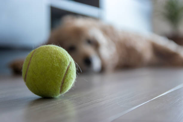 istock Senior dog resting with tennis ball in front 1345540108