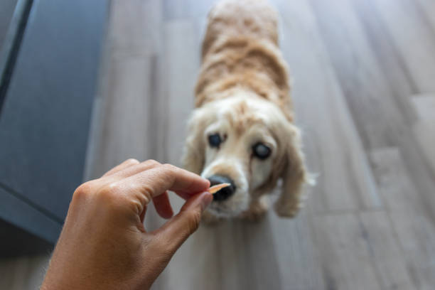 istock Senior dog looking at hand holding food 1345540120