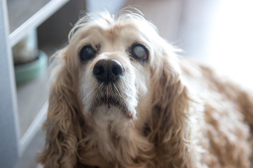 Senior partly blind dog portrait